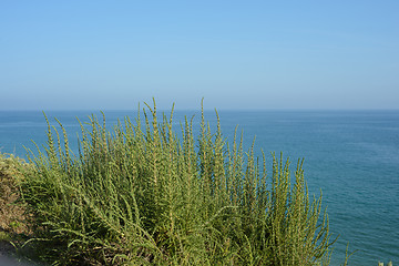 Image showing Green bush against the blue sky