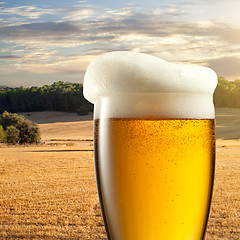 Image showing Glass of beer against wheat field