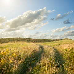 Image showing Field of gold wheat and blue sky