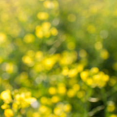 Image showing flowers background with natural bokeh