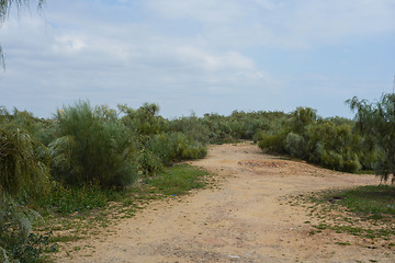 Image showing The gravel road between the trees