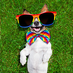 Image showing very funny gay  dog