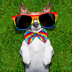 Image showing very funny gay dog