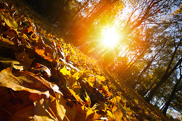 Image showing Autumn leaf