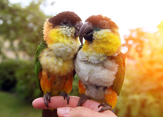 Image showing Two birds sitting on a finger 