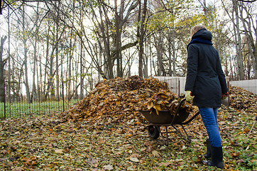 Image showing girl brought barrow leaves thrown in compost heap 