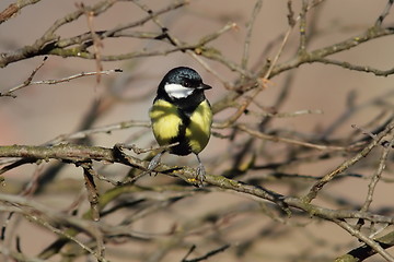 Image showing great tit hiding amongst the twigs