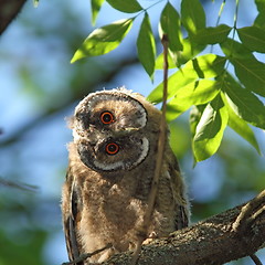 Image showing asio otus juvenile in tree