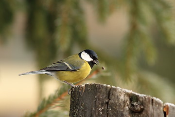 Image showing birdie has dropped the food