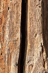 Image showing old oak wood damaged by insects