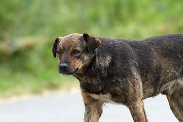Image showing feral dog on the street