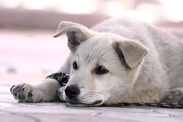 Image showing cute lazy doggy