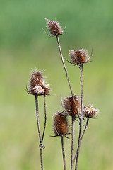 Image showing faded thorns over green background