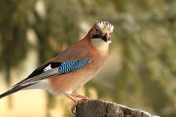 Image showing european jay standing on stump