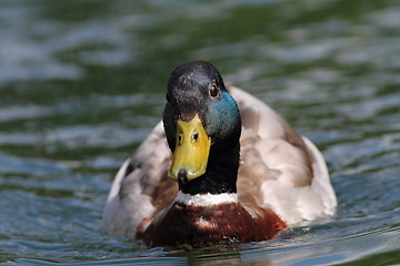 Image showing duck swimming  towards the camera