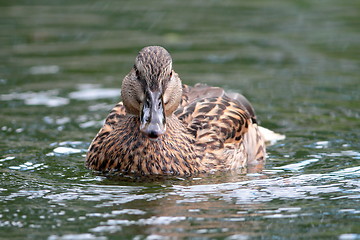 Image showing female mallard duck on lake