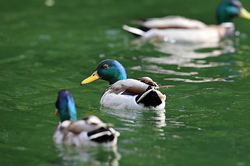 Image showing two males mallard  ducks