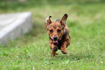 Image showing little puppy on the run