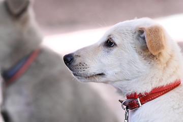 Image showing white puppy portrait with red collar