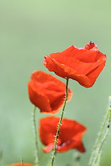 Image showing beautiful red wild poppies