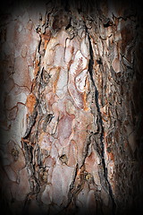 Image showing old pine bark texture