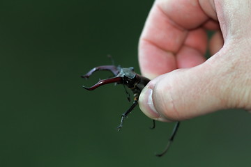 Image showing biologist holding stag beetle