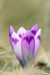 Image showing detail of spring wild saffron flower