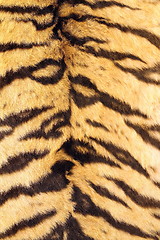 Image showing natural real model of tiger stripes