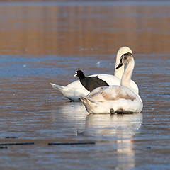 Image showing coot standing between two swans