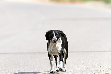 Image showing feral dog walking on the street