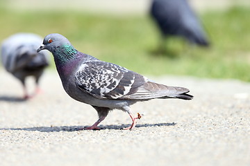 Image showing pigeon on alley