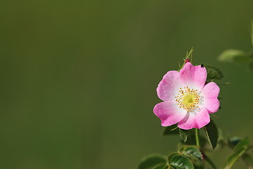Image showing wild pink rose