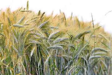 Image showing wheat field over white