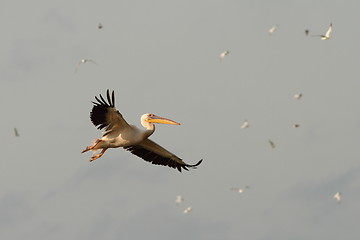 Image showing great pelican in warm colors on dawn