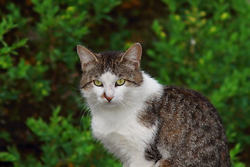 Image showing cat looking at camera