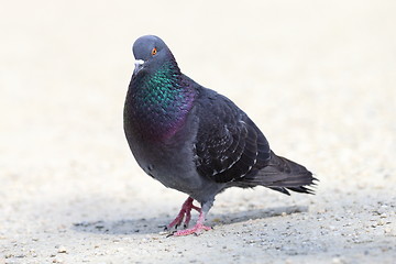 Image showing male feral pigeon walking