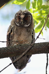 Image showing asio otus baby on branch