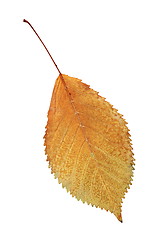 Image showing gold autumn symbol the leaf