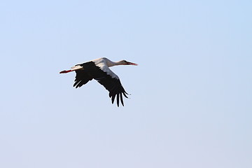 Image showing white stork flying