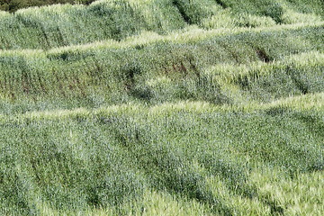 Image showing green wheat  field