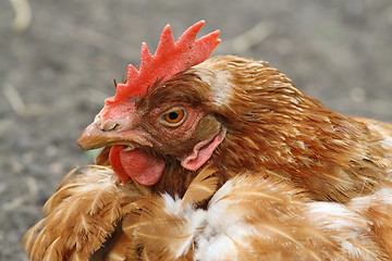 Image showing brown hen portrait at farm