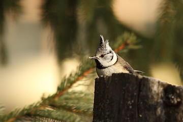 Image showing crested tit eating bread