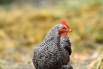 Image showing striped hen standing on farm yard