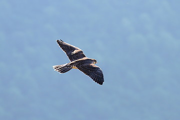 Image showing falco peregrinus in flight