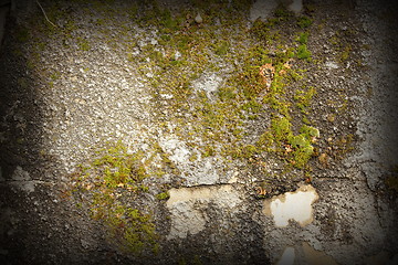 Image showing moss on damaged wall