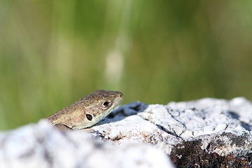 Image showing juvenile lacerta viridis hiding