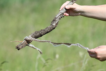 Image showing biologist holding snake skin