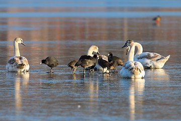 Image showing mute swans and black coots