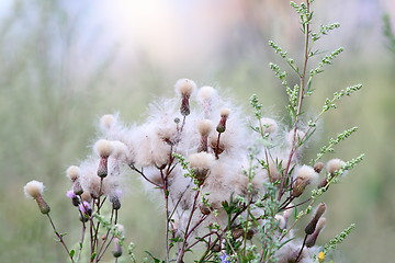 Image showing thristle flowers in summer