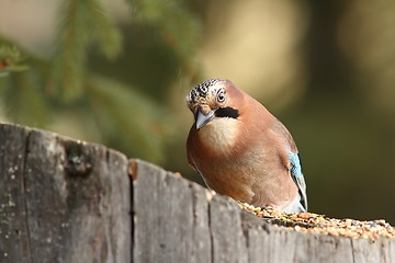 Image showing curious jay at seed feeder